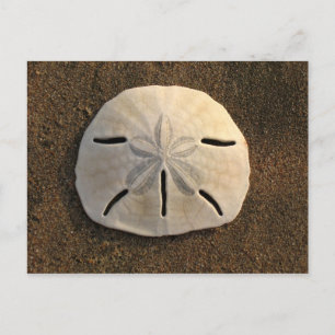 Sand Dollar Shell Beach Postcard (Color Photo)