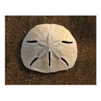 Sand Dollar Shell Beach Postcard (Color Photo)
