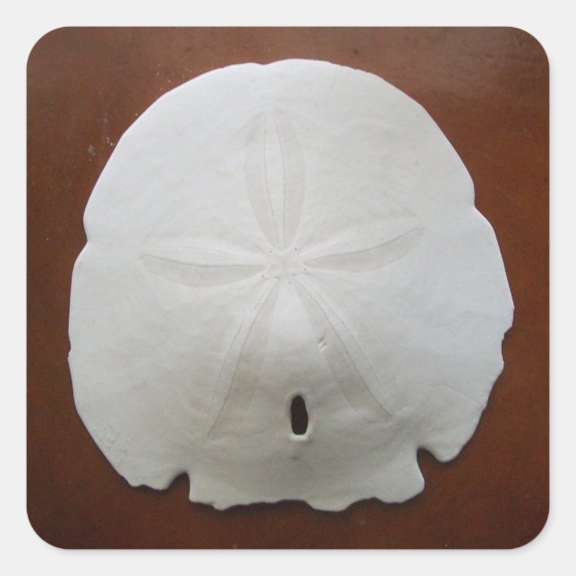Sand Dollar Stickers (Front)