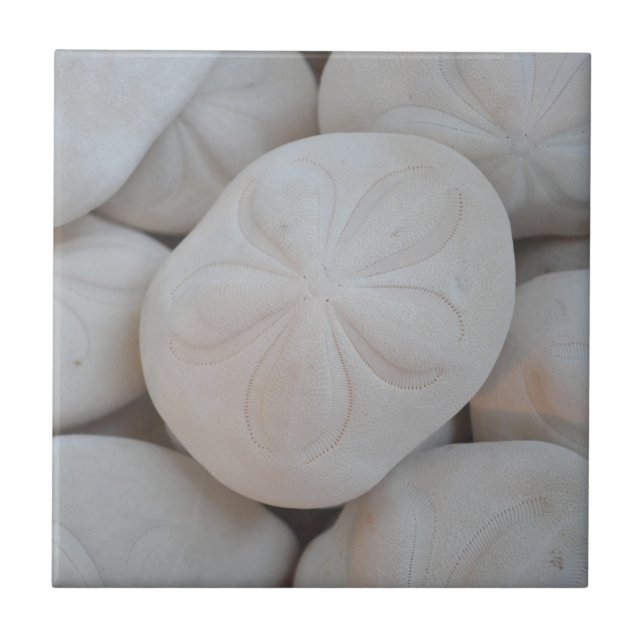 Sand Dollar Tile (Front)