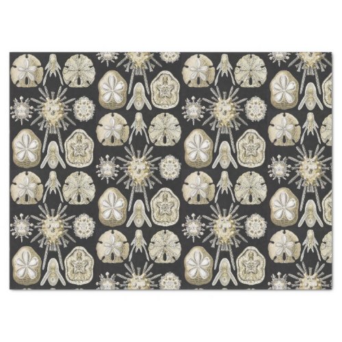 SAND DOLLARS AND SEA CREATURES ANTIQUE ART PATTERN TISSUE PAPER
