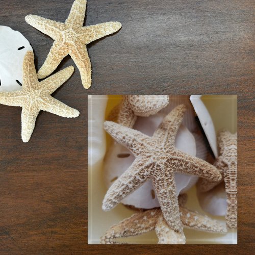 Sand Dollars and Starfish Glass Paperweight