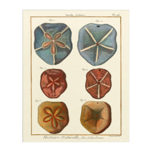 Sand Dollars Gems Acrylic Print