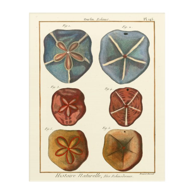 Sand Dollars Gems Acrylic Print (Front)