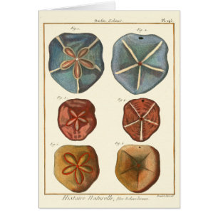Sand Dollars Gems Cards