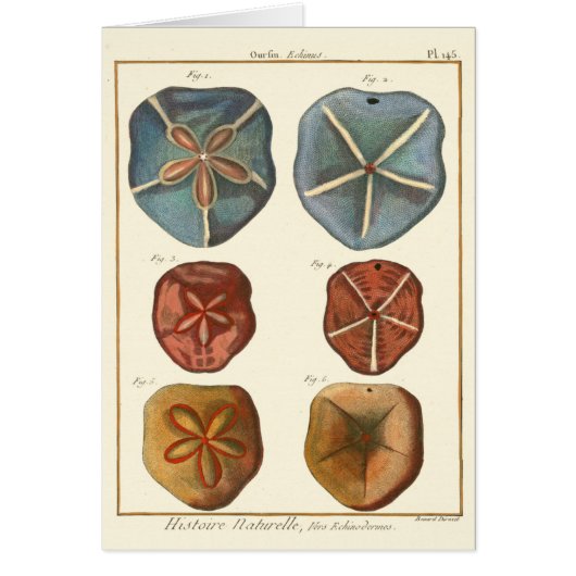 Sand Dollars Gems Cards (Front)