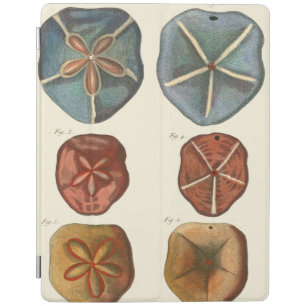 Sand Dollars Gems iPad Smart Cover