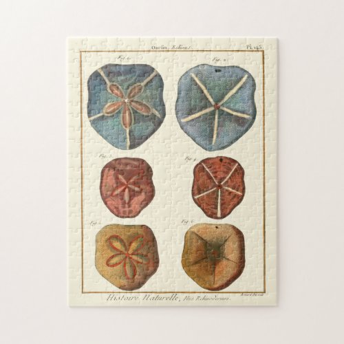 Sand Dollars Gems Jigsaw Puzzle