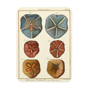 Sand Dollars Gems Magnet