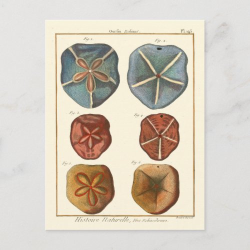 Sand Dollars Gems Postcard