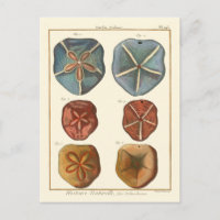Sand Dollars Gems