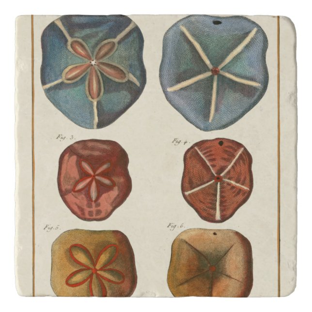 Sand Dollars Gems Trivet (Front)