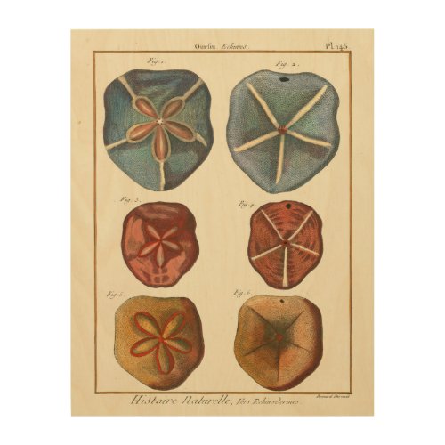 Sand Dollars Gems Wood Wall Decor