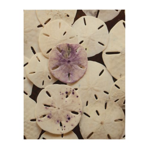 Sand dollars wood wall decor