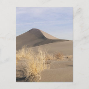 Sand dune formations. Bruneau Dunes State Park 2 Postcard