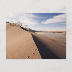 Sand dune formations. Bruneau Dunes State Park Postcard