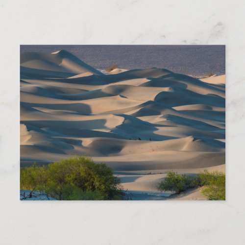 Sand dune landscape California Postcard