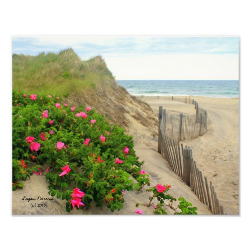 Sand Dunes and Beach Roses  Block Island RI Photo Print