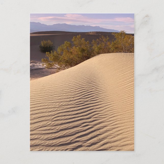 Sand Dunes Death Valley National Park Postcard (Front)