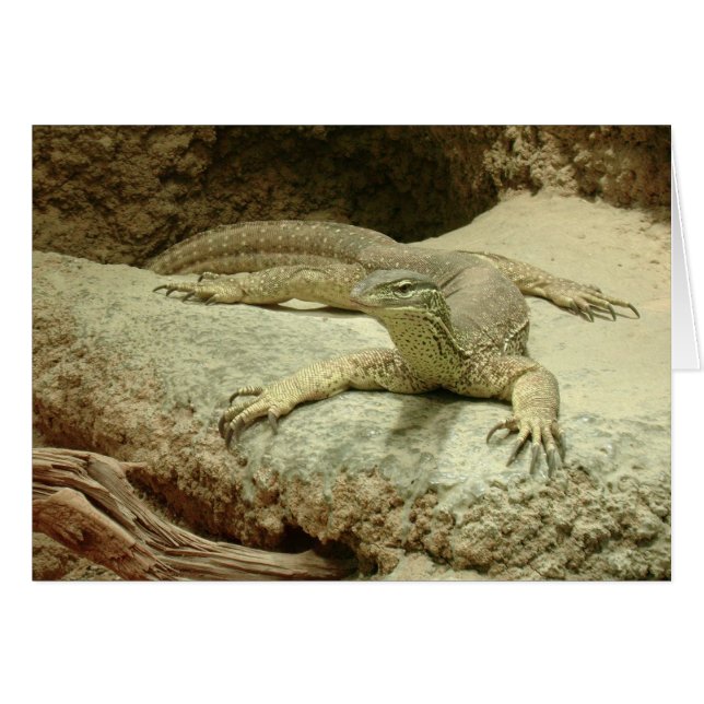 Sand goanna cards (Front Horizontal)