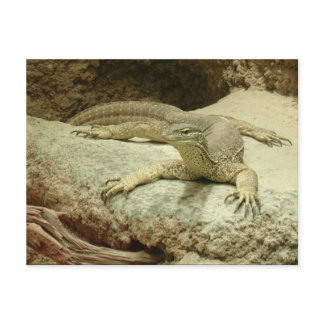 Sand goanna postcard