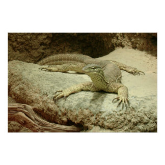 Sand goanna poster