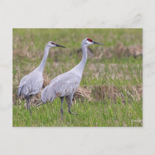 Sand Hill Crane Post Card