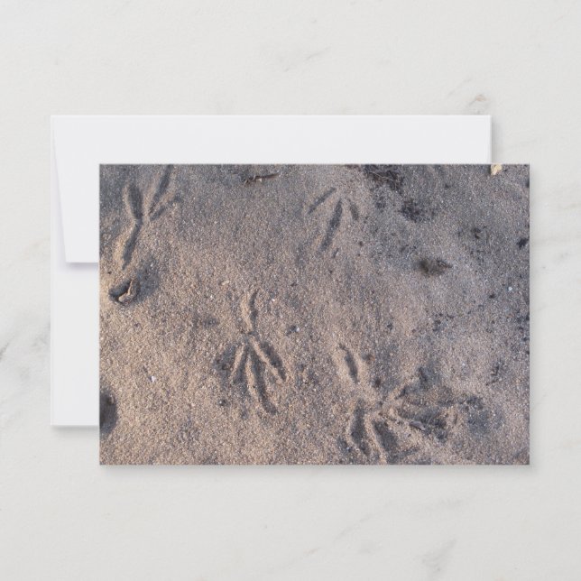 Sand hill crane tracks in the sand on a card (Front)