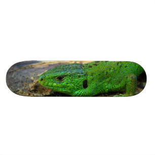 Sand Lizard Male Lacerta Agilis Skateboard Deck