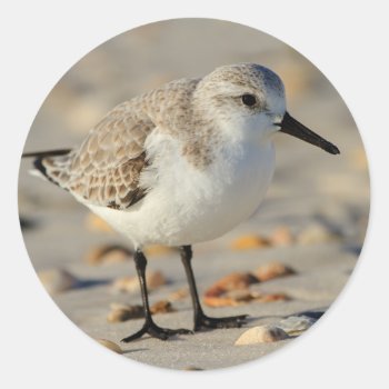 Sand Piper And Seashells Classic Round Sticker by WorldDesign at Zazzle