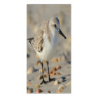 Sand Piper and Seashells