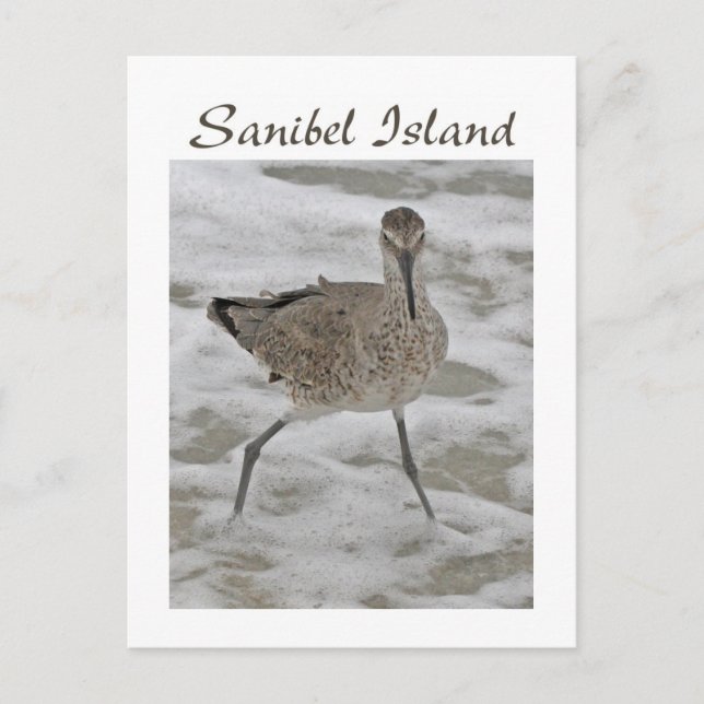 Sand Piper Sanibel Island Postcard (Front)