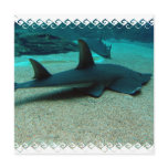 Sand Shark Invitations