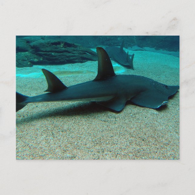 Sand Shark Postcard (Front)