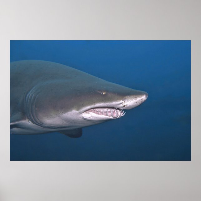 Sand Tiger Portrait Poster (Front)