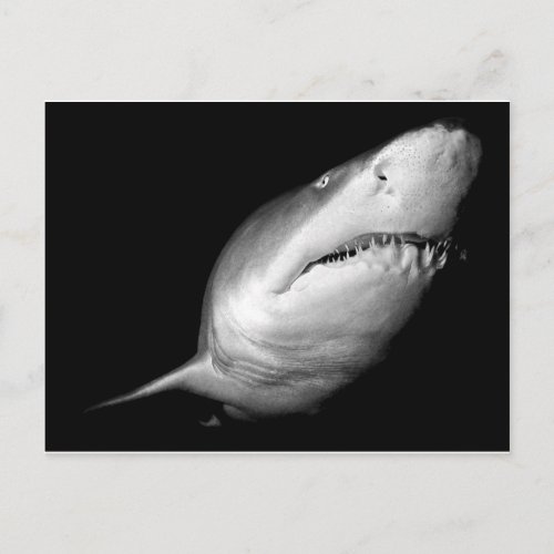 Sand Tiger Shark Postcard