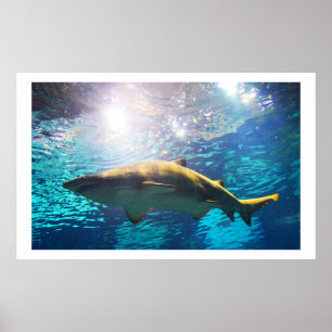 Sand tiger shark poster