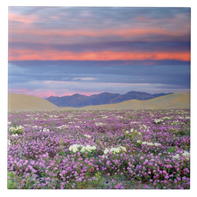 Sand Verbena & Dune Primrose Wildflowers at Sunset Ceramic Tile (Front)