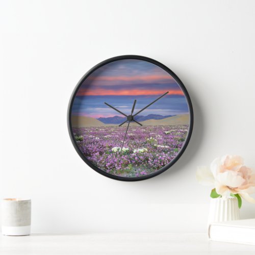 Sand Verbena  Dune Primrose Wildflowers at Sunset Clock