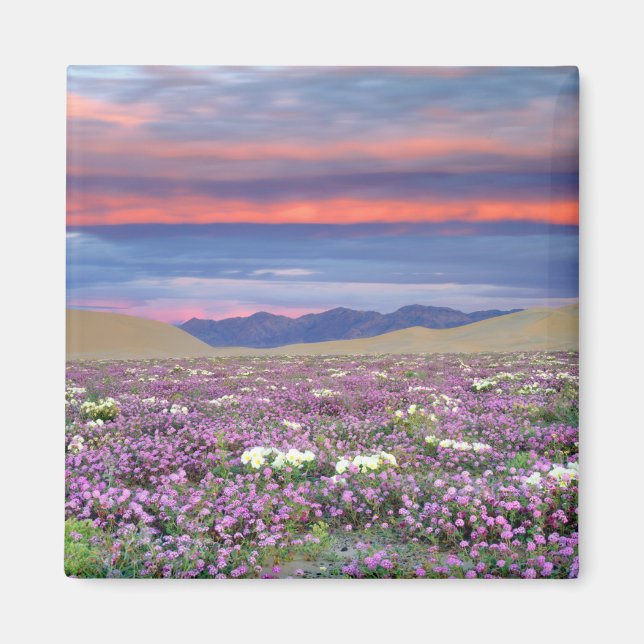 Sand Verbena & Dune Primrose Wildflowers at Sunset Magnet (Front)