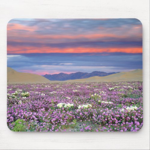 Sand Verbena  Dune Primrose Wildflowers at Sunset Mouse Pad