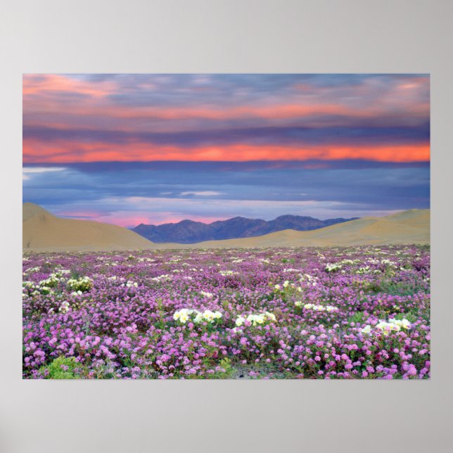 Sand Verbena & Dune Primrose Wildflowers at Sunset Poster (Front)