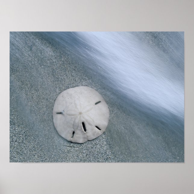 Sanddollar on Beach | Sanibel Island, Florida Poster (Front)