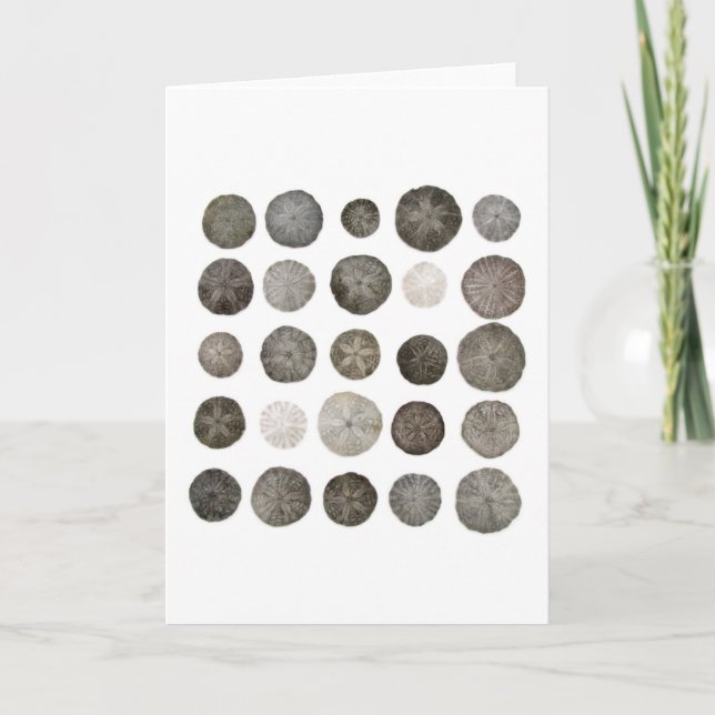 Sanddollars Note Card (Front)