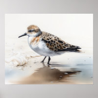 Sanderling Bird Art Print Poster
