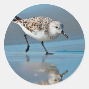 Sanderling (Calidris Albe) Feeding On Wet Beach Classic Round Sticker
