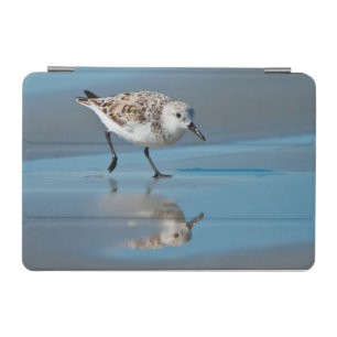 Sanderling (Calidris Albe) Feeding On Wet Beach iPad Mini Cover