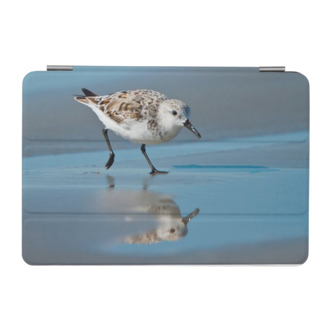 Sanderling (Calidris Albe) Feeding On Wet Beach iPad Mini Cover (Horizontal)