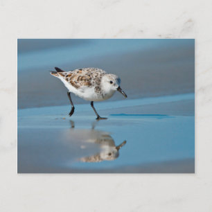 Sanderling (Calidris Albe) Feeding On Wet Beach Postcard