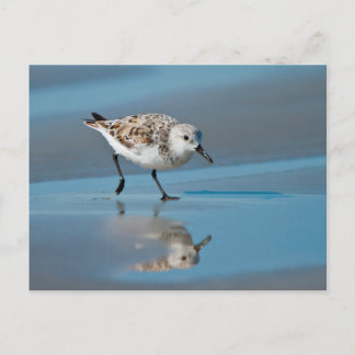 Sanderling (Calidris Albe) Feeding On Wet Beach Postcard